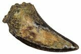 Serrated, Dromaeosaurid Theropod (Acheroraptor) Tooth - Montana #341077-1